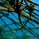 Illustration for article titled Coral Arks Rebuild Marine Ecosystems—With Electricity and Rebar